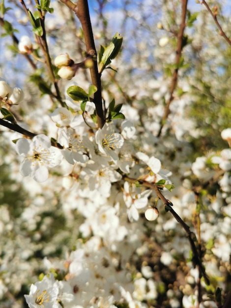 Os ramos de uma árvore florescente Cerejeira em flores brancas Fundo desfocado