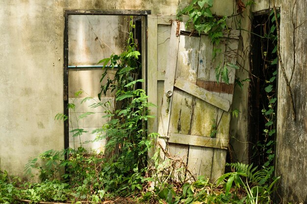 Os restos da porta de uma casa em ruínas abandonada na floresta estavam cobertos de ervas daninhas.