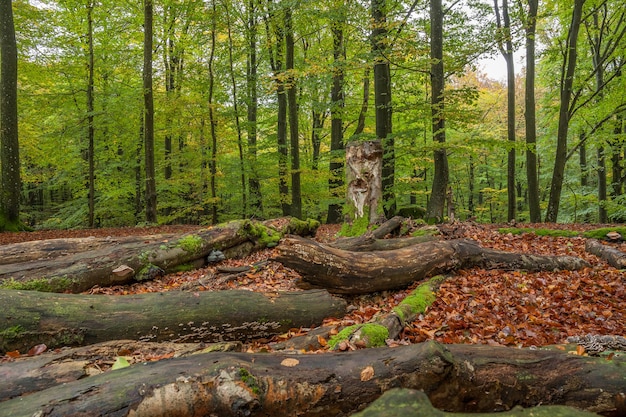 Os restos de uma velha árvore apodrecendo na floresta