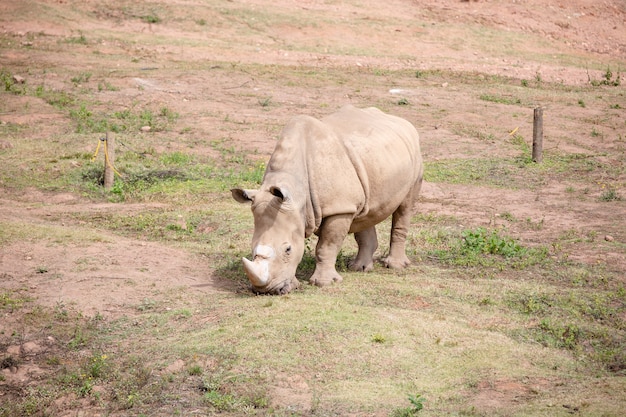 Foto os rinocerontes são grandes mamíferos perissodáctilos da família rhinocerontidae