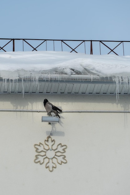 Os telhados dos edifícios estão cobertos de neve e gelo após uma grande queda de neve Enormes pingentes de gelo pendem das fachadas dos edifícios Um corvo senta-se em uma lanterna presa à parede de um edifício