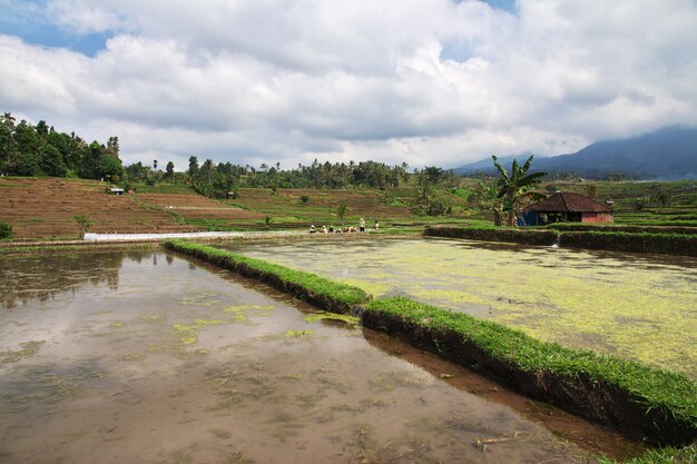 Os terraços de arroz, Bali, Indonésia