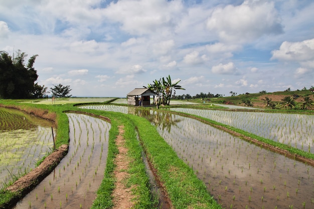 Os terraços de arroz, Bali, Indonésia