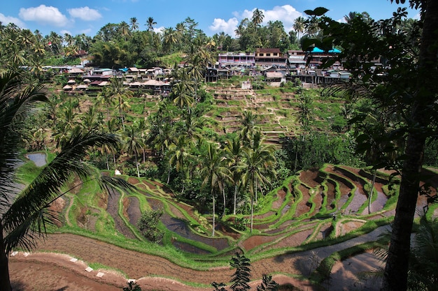 Os terraços de arroz em Bali, Indonésia