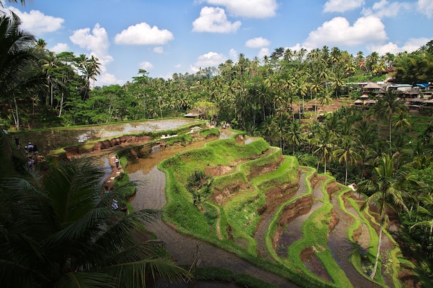 Os terraços de arroz em Bali, Indonésia