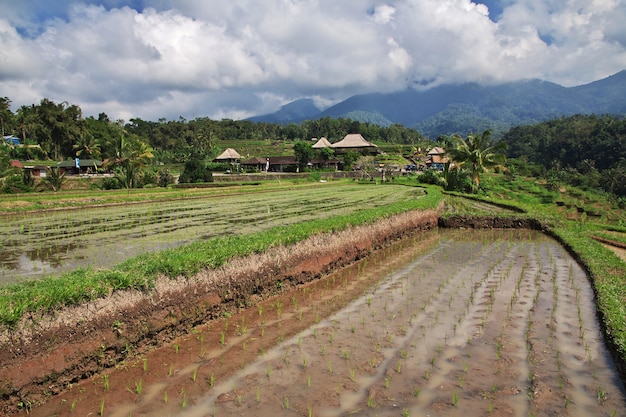 Os terraços de arroz em Bali, Indonésia