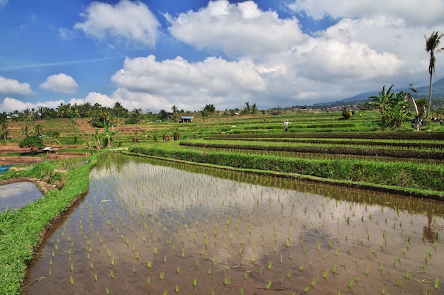 Os terraços de arroz em Bali, Indonésia