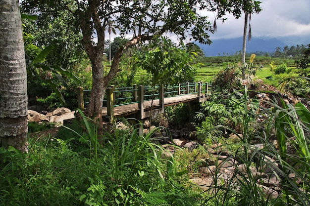 Os terraços de arroz em Bali, Indonésia