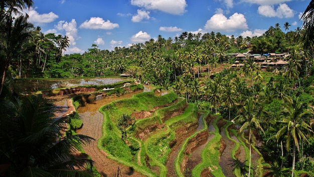 Os terraços de arroz em Bali, Indonésia