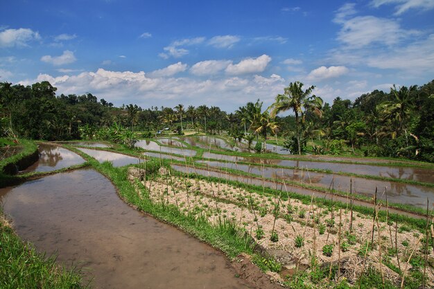 Os terraços de arroz em Bali, Indonésia