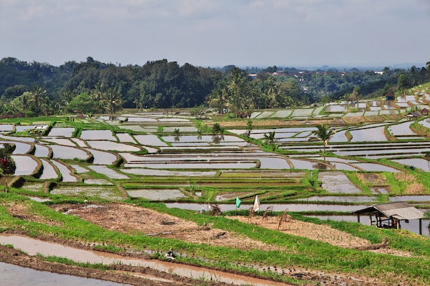 Os terraços de arroz em Bali, Indonésia