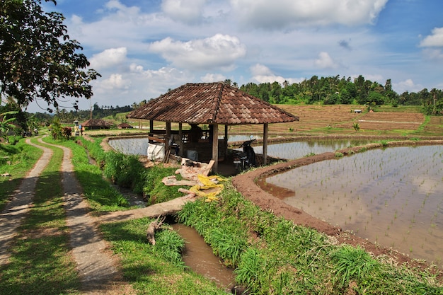 Os terraços de arroz em Bali, Indonésia