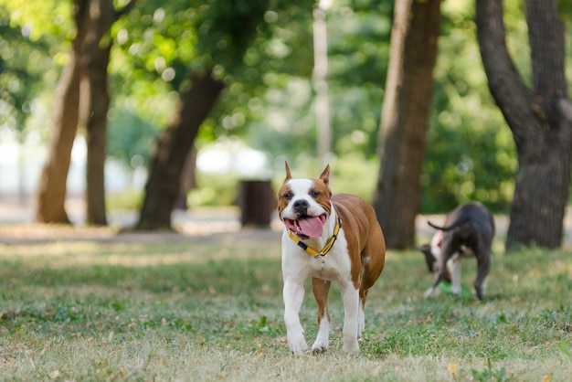 Os terriers de Staffordshire estão andando no parque no verão.