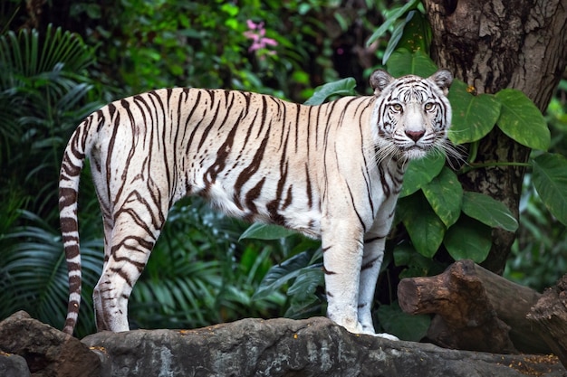 Os tigres brancos asiáticos estão em rochas na atmosfera natural do zoológico.