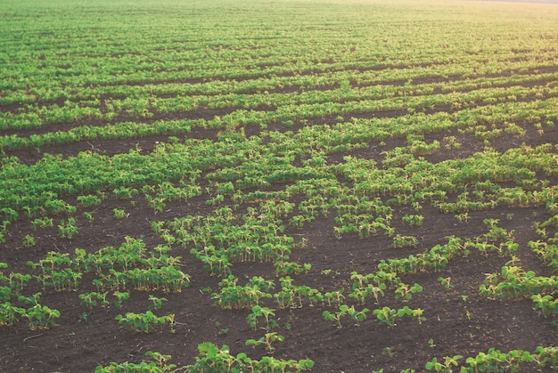 Os tiros do fild com os feijões verdes brotam no por do sol. Paisagem agradável