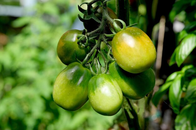 Os tomates amadurecem em um galho no jardim em um dia de verão ensolarado e brilhante
