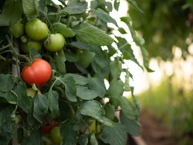 Os tomates amadurecem em uma estufa no país