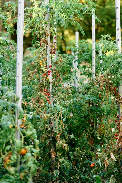 Os tomates cereja crescem em grupos nas camas amarradas a suportes