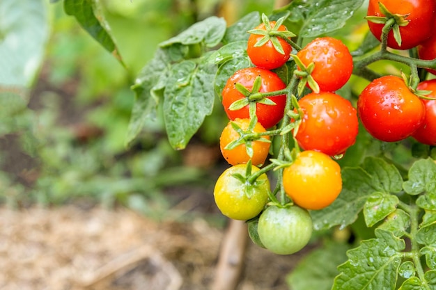 Os tomates crescem em um caule no canteiro do jardim