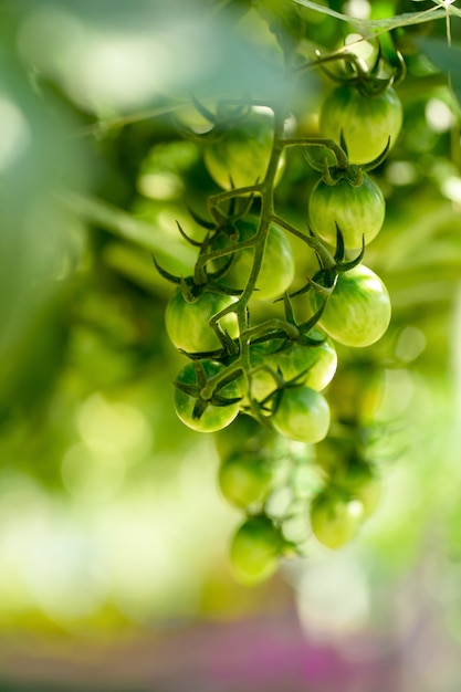 Os tomates verdes crus estão pendurando na árvore de tomate no jardim