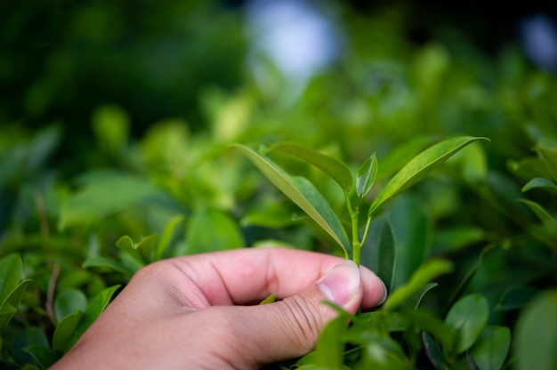 Os topos das folhas de chá verde são ricos e atraentes.