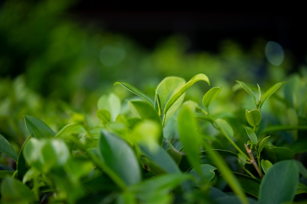 Os topos das folhas de chá verde são ricos e atraentes.