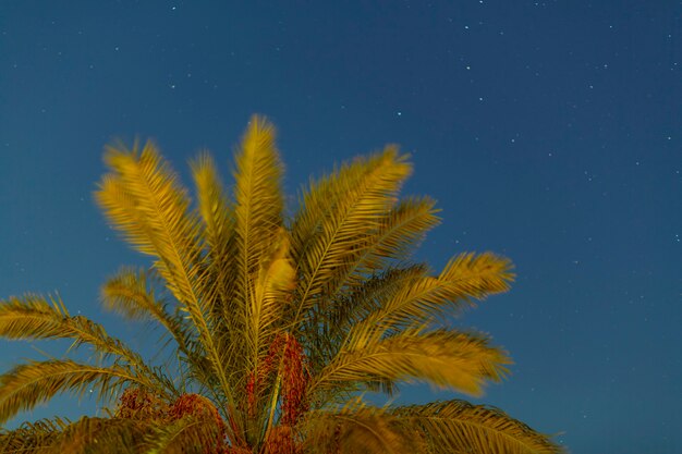 Os topos do Palm antes do pôr do sol no contexto do céu noturno. Foto horizontal