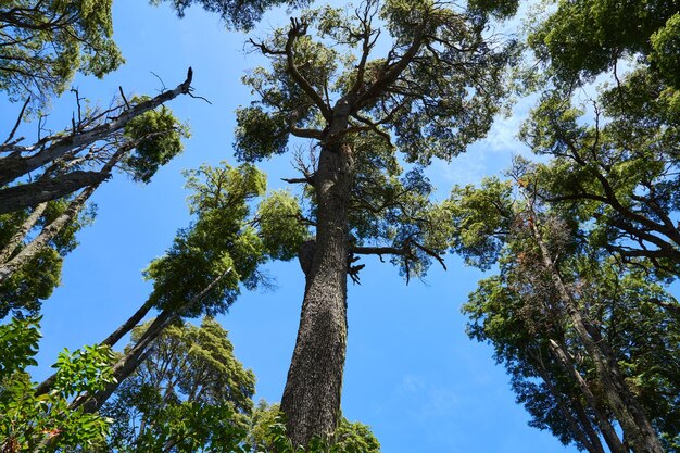 Os troncos das árvores estendem-se com coroas verdes para o céu azul.