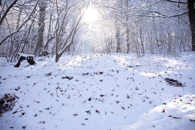 Os troncos de árvores de folha caduca cobertos de neve após uma nevasca