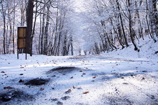 Os troncos de árvores de folha caduca cobertos de neve após uma nevasca