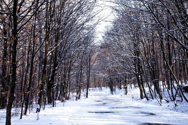 Os troncos de árvores de folha caduca cobertos de neve após uma nevasca