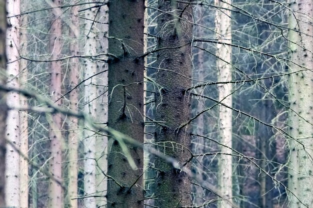 Os troncos de bétulas na floresta