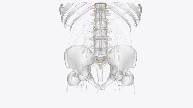 Os troncos simpáticos são um feixe emparelhado de fibras nervosas que vão da base do crânio ao cóccix