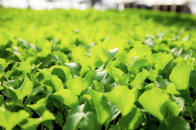 Os vegetais estão crescendo com a luz solar.