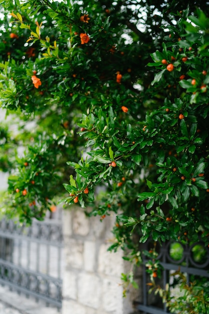 Os vermelhos não desabrocharam as flores de uma romã em uma árvore entre a folhagem