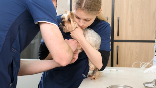 Os veterinários preparam o cão para a cirurgia, rapam o pêlo das patas para a introdução de um cateter.