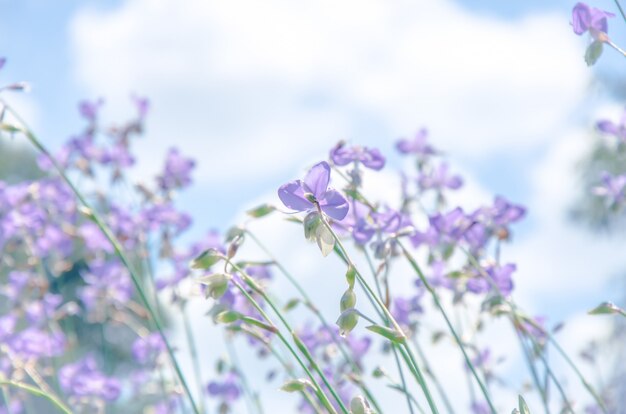 Foto os wildflowers roxos nomearam o giganteum de murdannia no fundo obscuro.