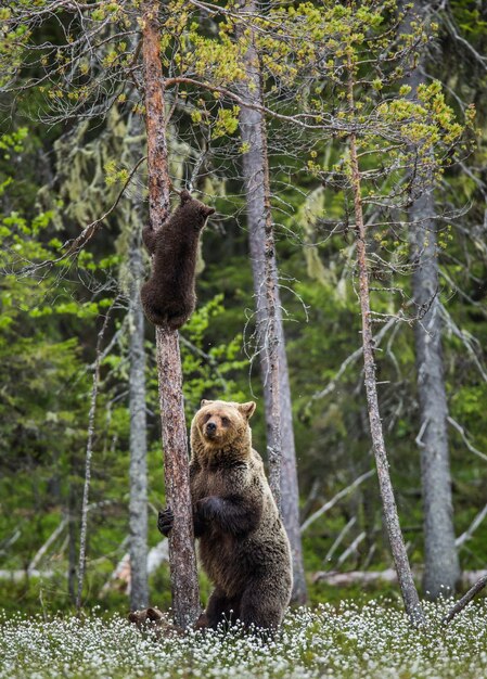 La osa está parada cerca de un árbol y sus cachorros están en un árbol