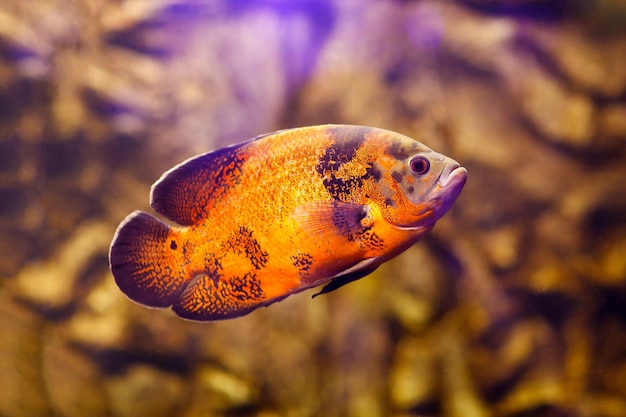 Oscar-Fisch Astronotus ocellatus, der unter Wasser schwimmt Hochauflösendes Foto