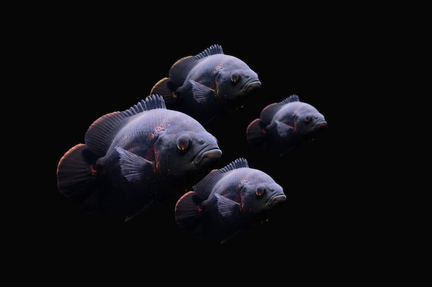 Oscar Fish Peixes de água doce sul-americanos da família dos ciclídeos nadando debaixo d'água