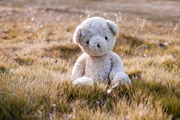 Osito de peluche abandonado en la hierba