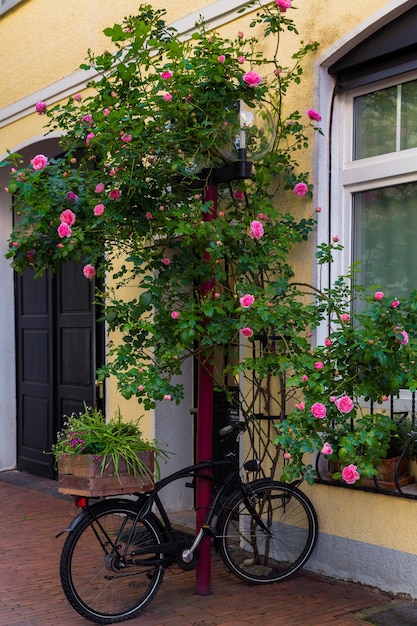 Osnabrück, Alemania, la arquitectura de la calle en la Baja Sajonia Bicicleta de pie junto a un arbusto de rosas florecientes