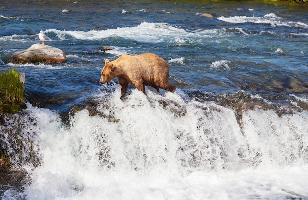 Oso en Alaska