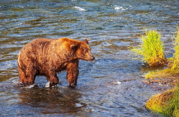 Oso en Alaska