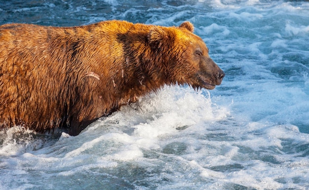 El oso en Alaska