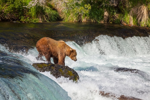 Oso en Alaska