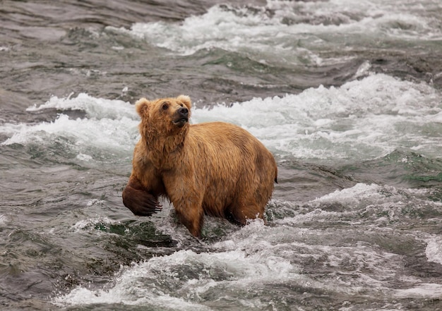 Oso en Alaska