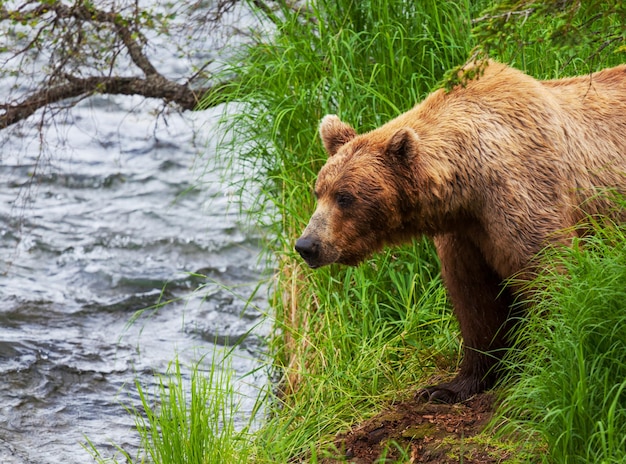 Oso en Alaska