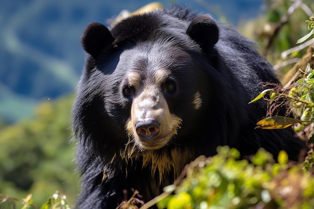 Oso de Anteojos Navegando por la Selva Andina