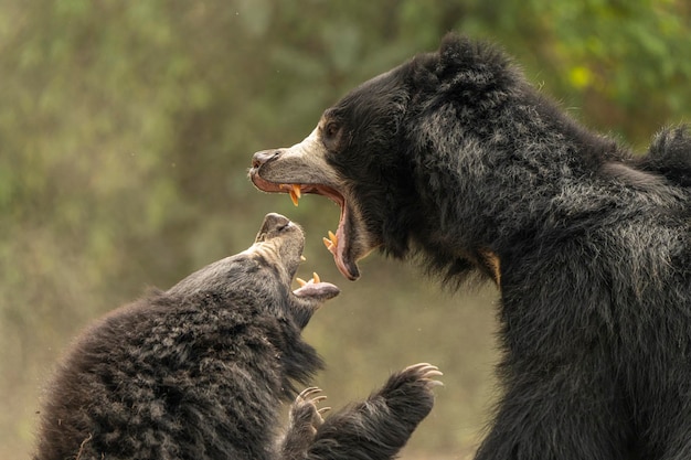 Un oso con la boca abierta y la boca abierta.